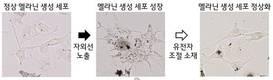 LG생활건강, 한국인 피부 색소 침착 관여 유전자 7종 발견