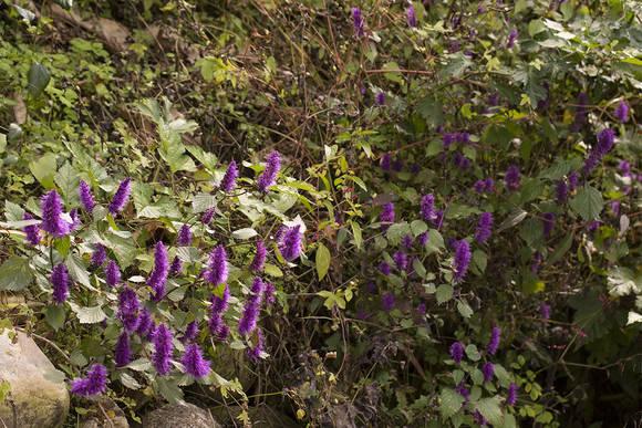 조용경의 야생화 산책] 가을 색깔 가을 향기로 피는 꽃, 꽃향유