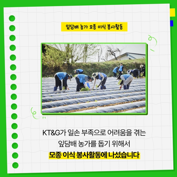 [카드뉴스] KT&G, 잎담배 농가 모종이식 봉사활동 진행