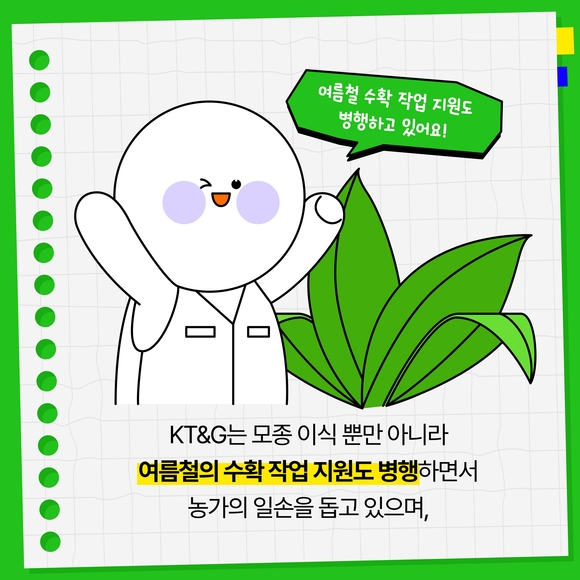 [카드뉴스] KT&G, 잎담배 농가 모종이식 봉사활동 진행